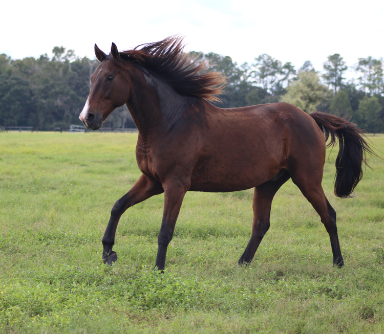 Companion Horses Horse Protection Association of Florida