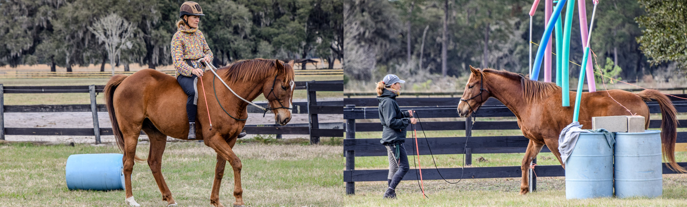 Horses Horse Protection Association