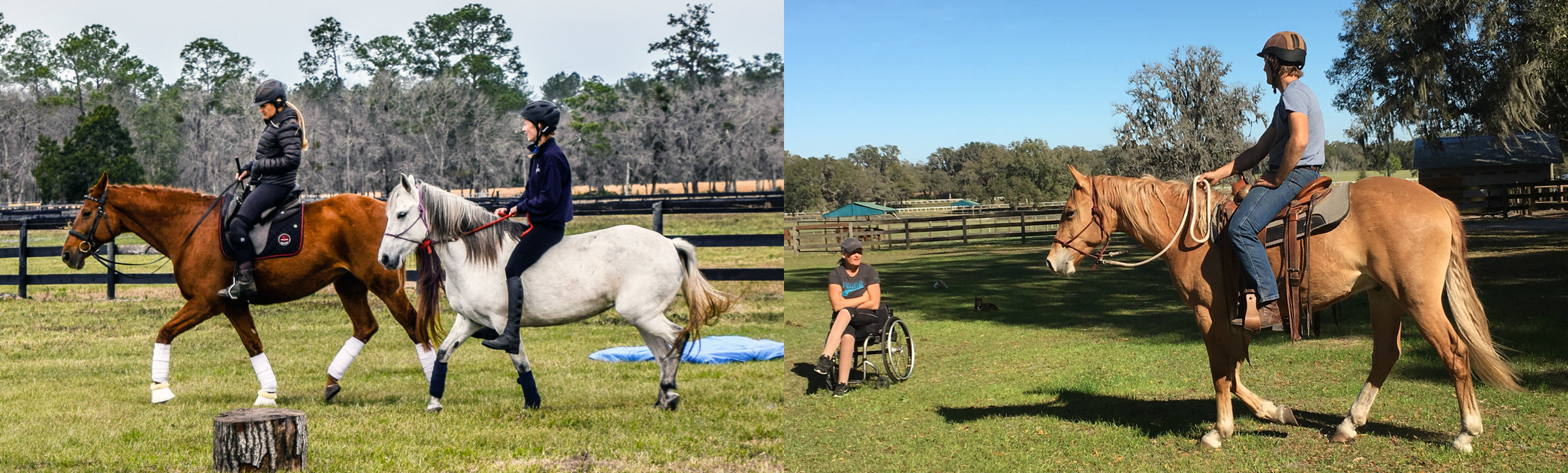 Horses Horse Protection Association of Florida