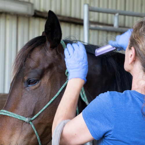 Internship Horse Protection