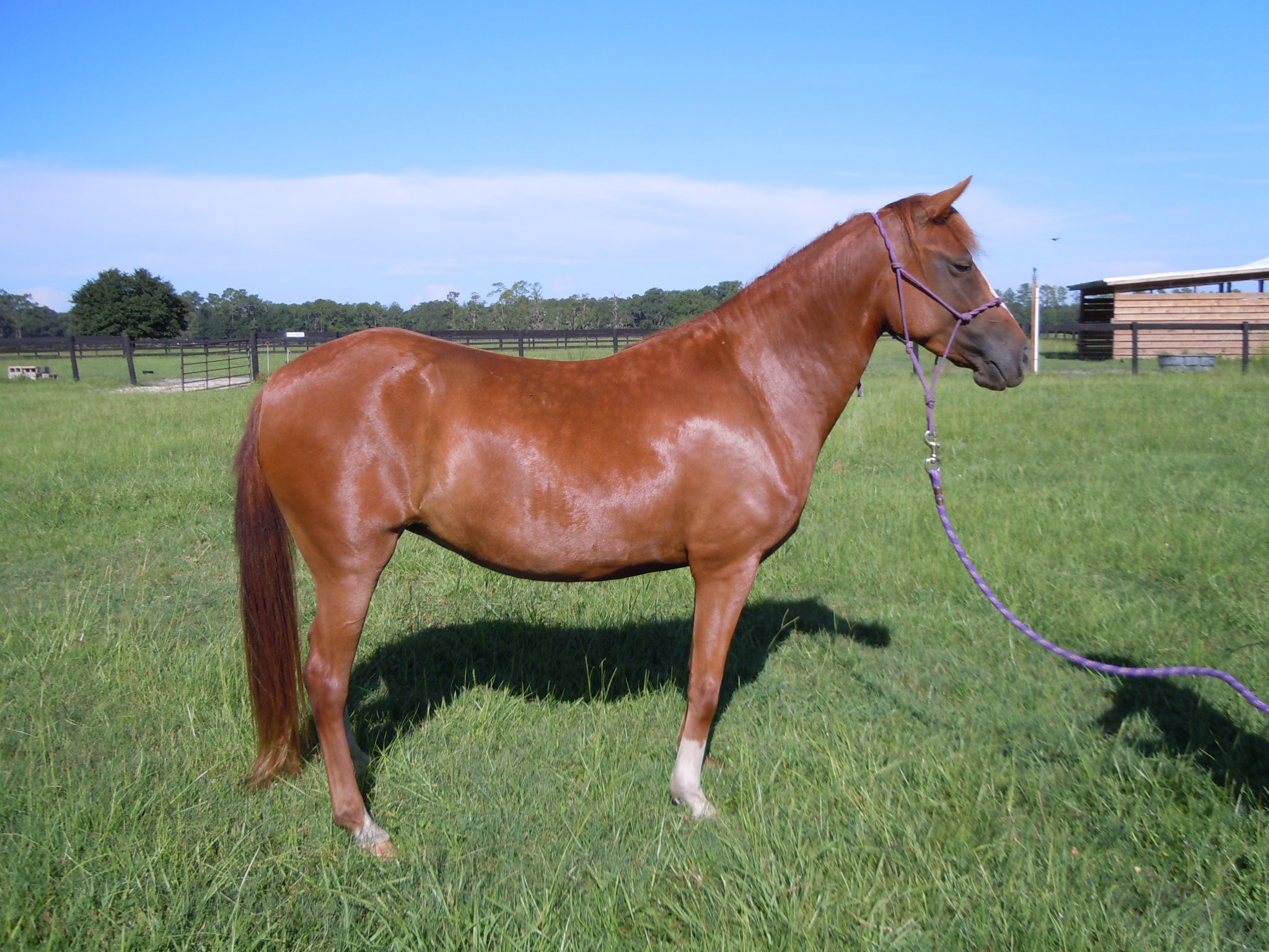 Ruby - Horse Protection Association of Florida