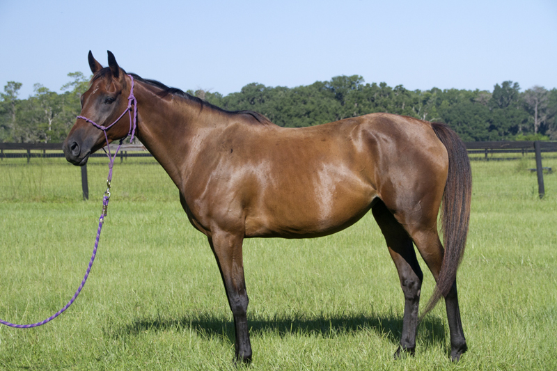 Texas Companion horse