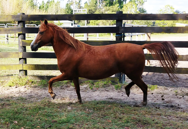 Ruby Mare For Adoption