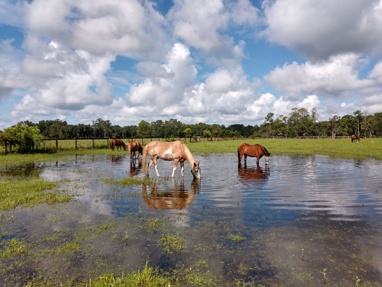 Horse Protection Farm underwater