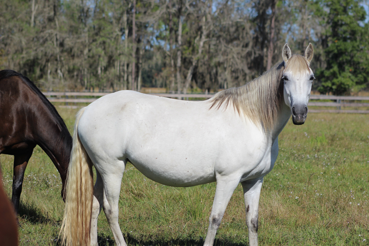 Zania horse for adoption