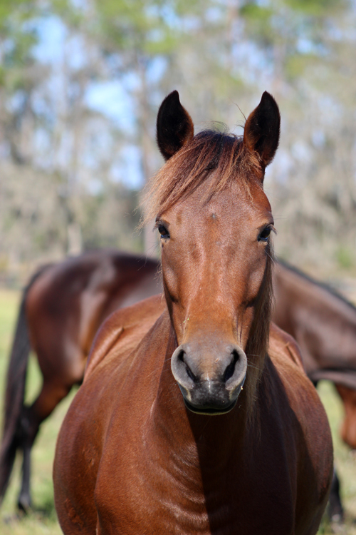 Roxy Paso Fino for adoption