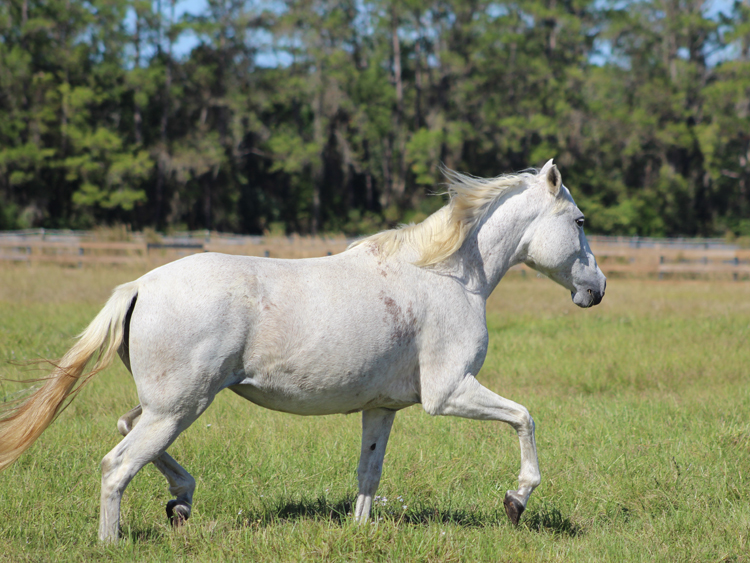 Companion horse Monet Paso Fino for adoption