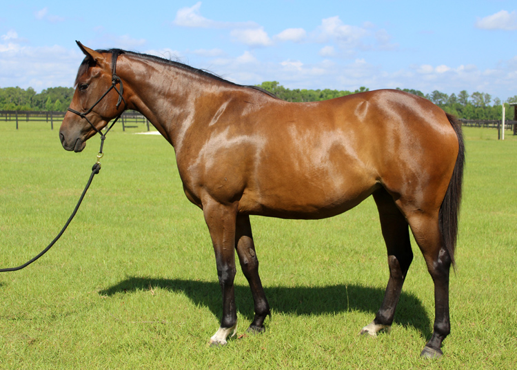 1. Phoebe Under Saddle 3