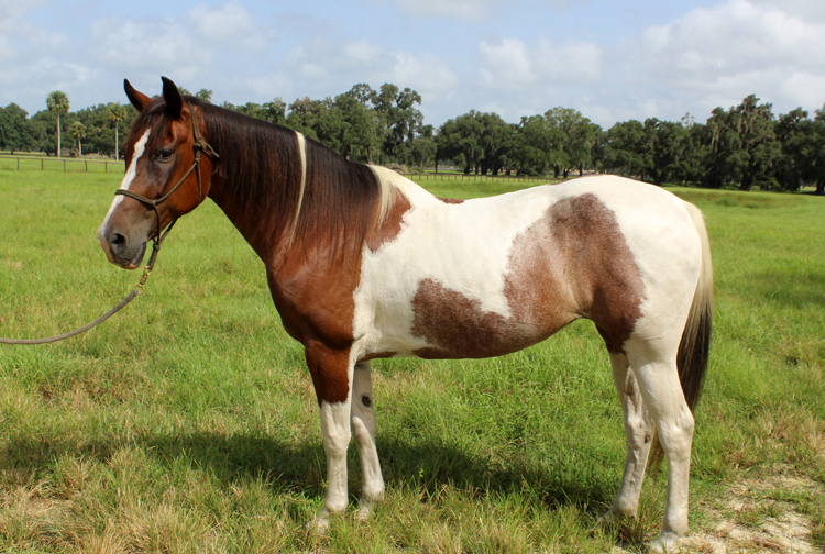 Madame Companion Horse For Adoption