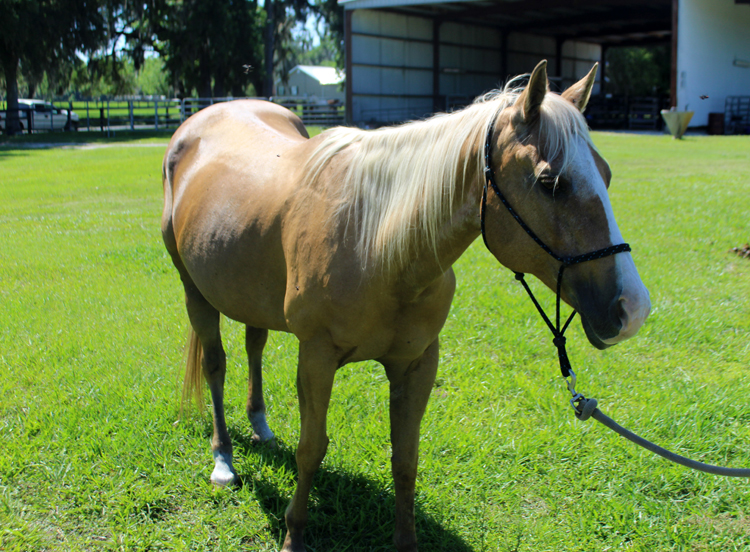 Companion Horses Horse Protection Association of Florida