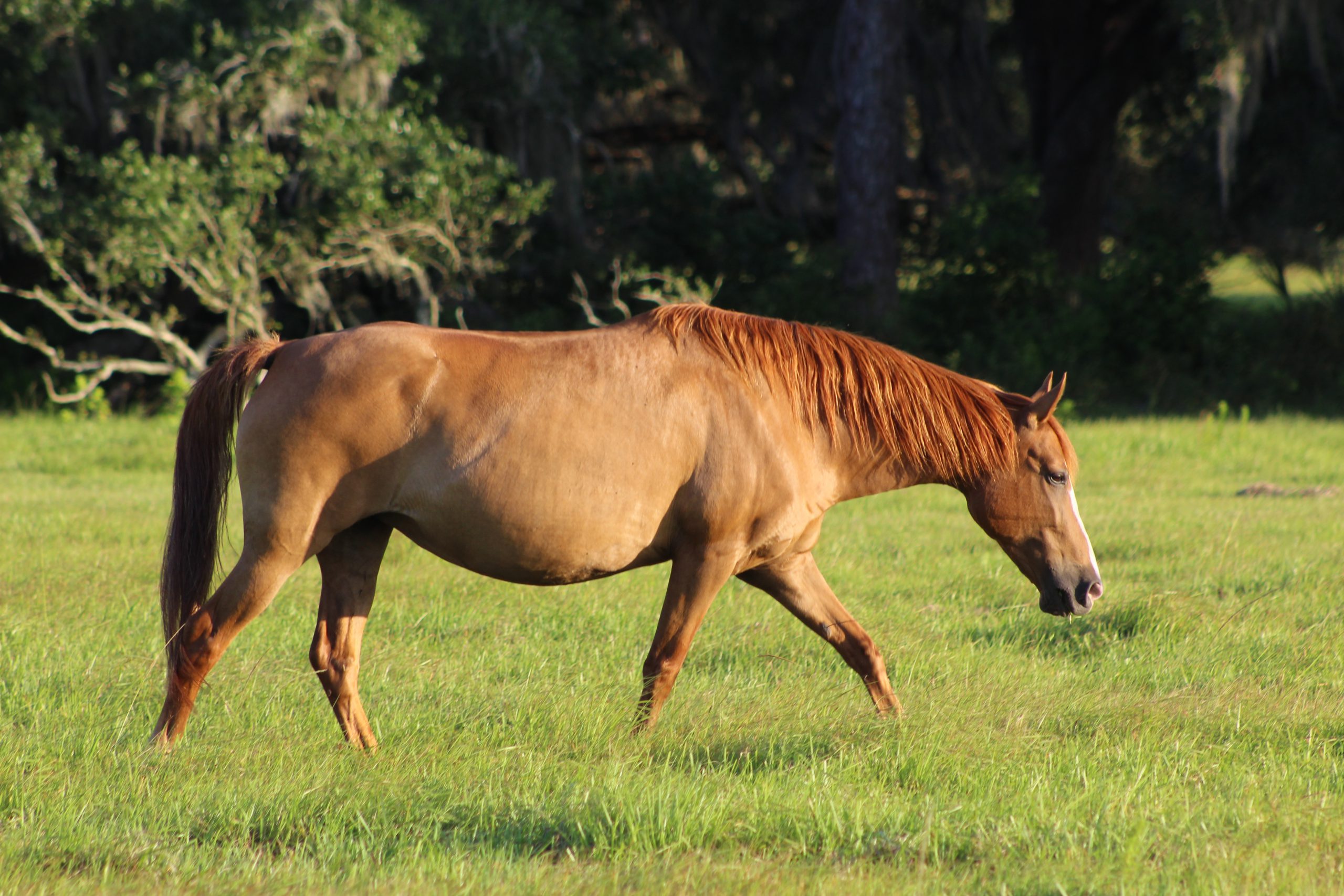 Rhett Companion Horse For Adoption