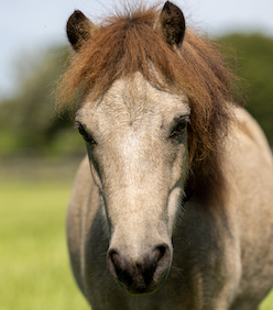 Roxy Paso Fino for adoption