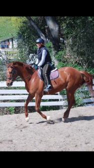 Monet Paso Fino Companion horse