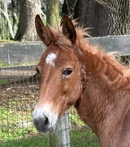 Rhett Companion Horse For Adoption