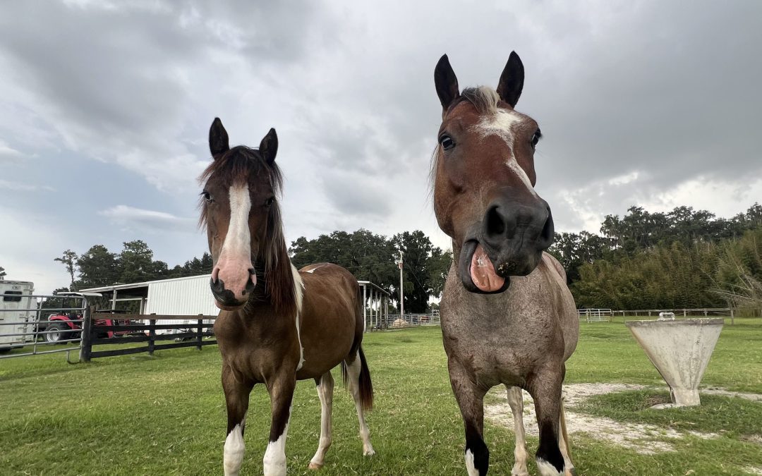 Duke & Duchess