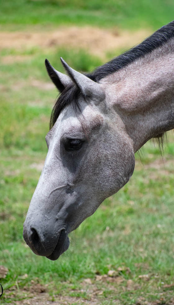 adoptable Paso Fino mare Treaure
