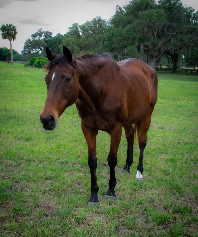 adoptable Thoroughbred mare Hop