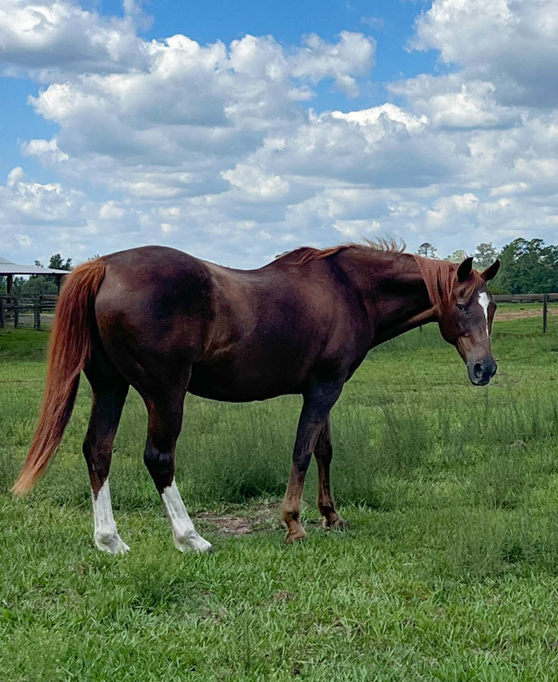 adoptable Quarter Horse mare Lucy