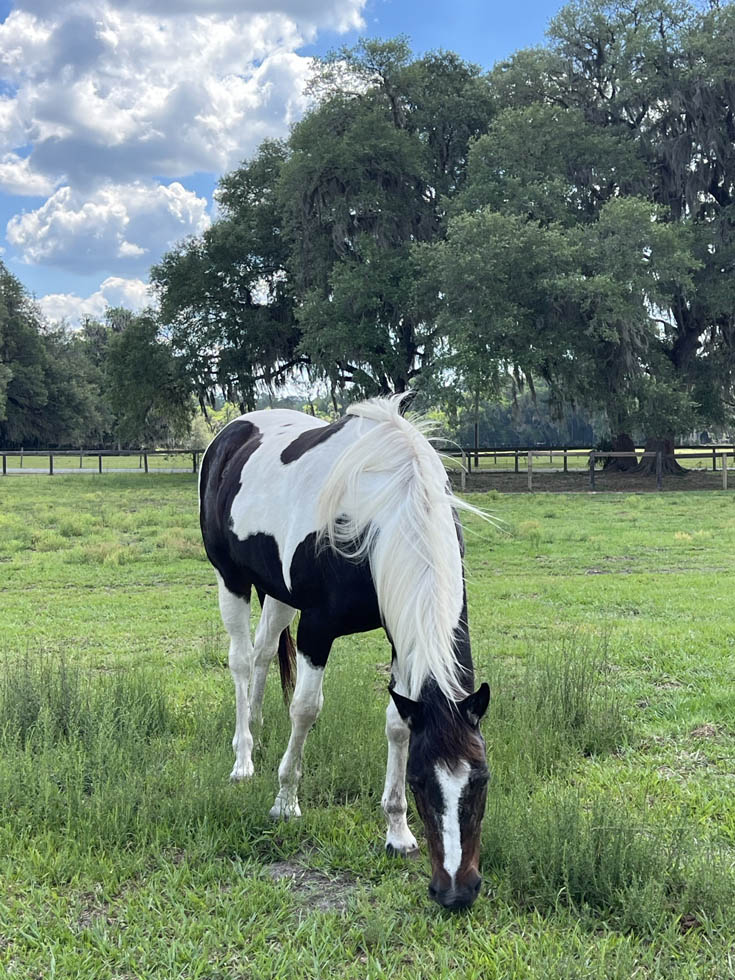 adoptable Paint mare Ethel