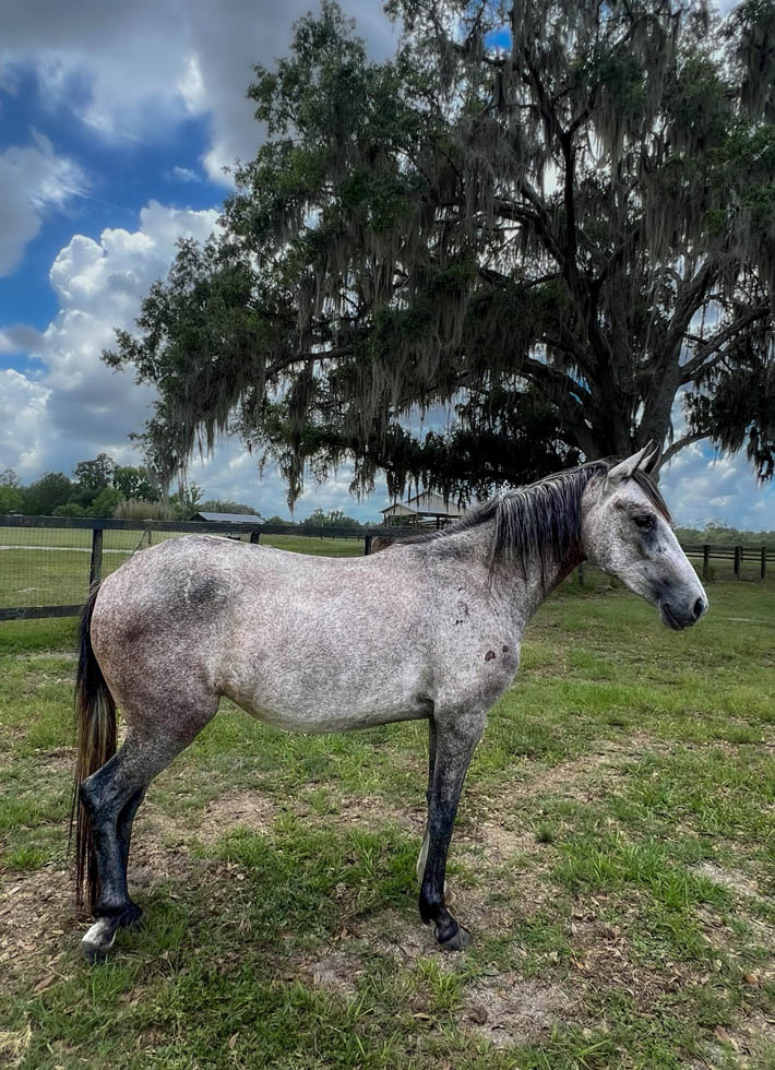 adoptable Paso Fino mare Treaure