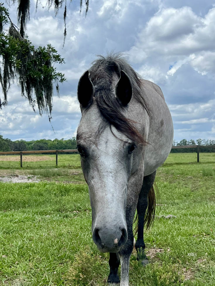 adoptable Paso Fino mare Treaure