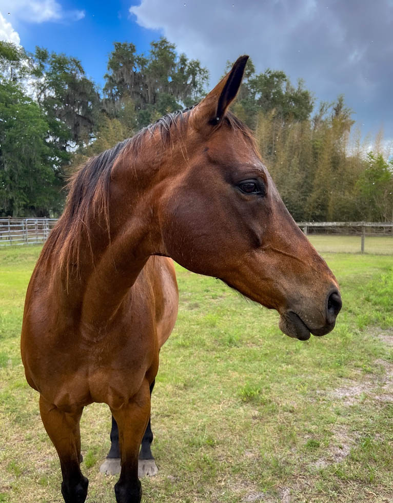 adoptable Thoroughbred mare Texas